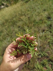 Sibbaldianthe orientalis