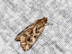 Callopistria yerburii