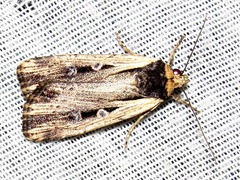 Axylia annularis