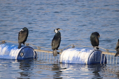 Phalacrocorax carbo
