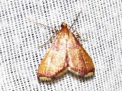 Endotricha erythralis