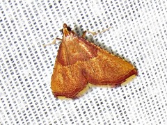 Endotricha erythralis