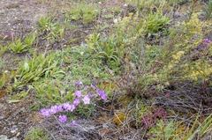 Thymus reverdattoanus