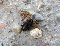 Agonum gracilipes