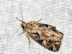 Callopistria yerburii