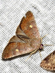 Amyna axis