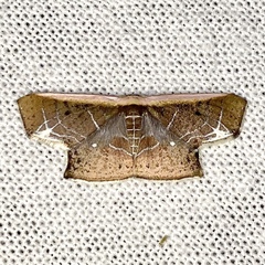 Tessarotis rubrata