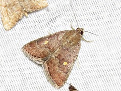 Amyna axis