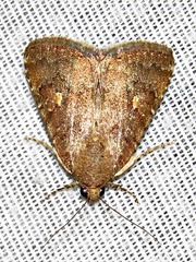 Amyna axis