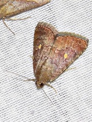 Amyna axis