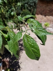 Capsicum pubescens