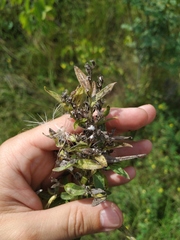 Lithospermum officinale