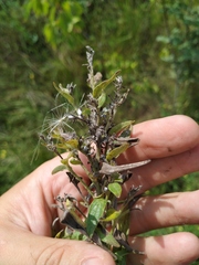 Lithospermum officinale