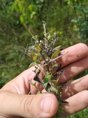 Lithospermum officinale