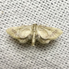 Idaea trypheropa