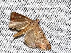 Amyna axis