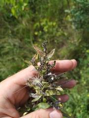 Lithospermum officinale