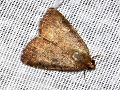 Amyna axis