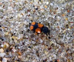 Panagaeus cruxmajor