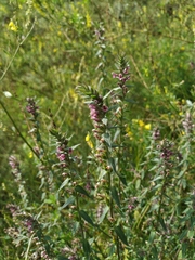 Odontites vulgaris