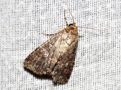 Condica capensis
