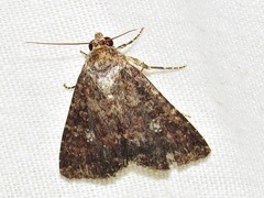 Condica capensis