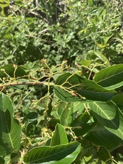 Tacazzea apiculata