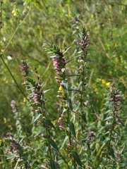 Odontites vulgaris