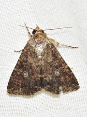 Condica capensis