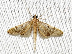 Duponchelia lanceolalis