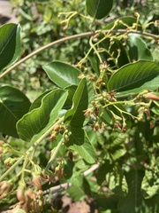 Tacazzea apiculata
