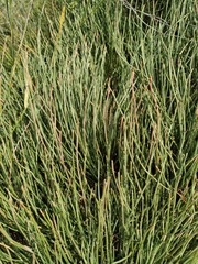 Ephedra monosperma