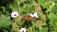Danaus plexippus