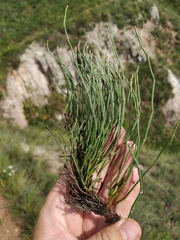 Ephedra monosperma