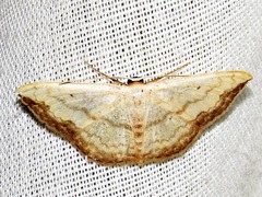 Lomographa aridata