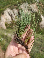 Ephedra monosperma