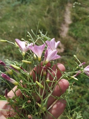 Convolvulus chinensis