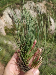 Ephedra monosperma