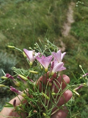 Convolvulus chinensis