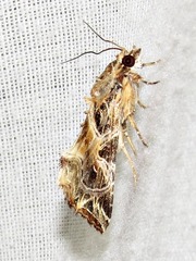 Callopistria yerburii