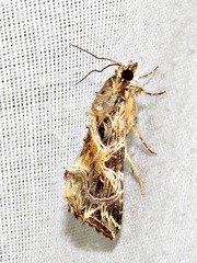 Callopistria yerburii