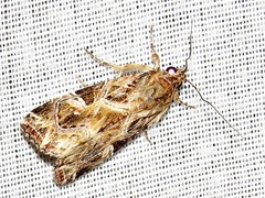 Callopistria yerburii