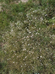 Gypsophila patrinii