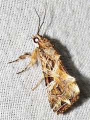 Callopistria yerburii