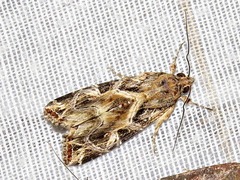 Callopistria yerburii