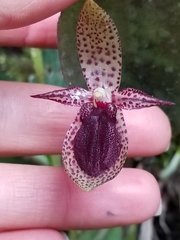 Pleurothallis punctulata