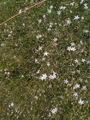 Gypsophila patrinii