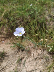 Linum komarovii