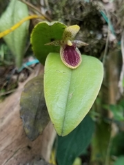 Pleurothallis punctulata