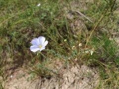 Linum komarovii